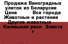 Продажа Виноградных улиток из Беларусии › Цена ­ 250 - Все города Животные и растения » Другие животные   . Калмыкия респ.,Элиста г.